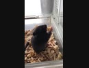 クロクマ3