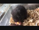 クロクマ4