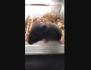 クロクマ5