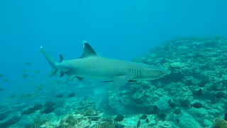 サメがいる海域で魚突きしたらやっぱり来た！【大島軍】