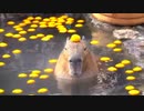 Capybara off ware