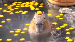 Capybara off ware