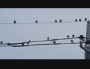 間違いに気がついたスズメ