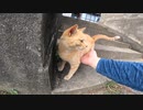 猫島の茶トラ猫が人懐っこくて癖になるｗ【野良猫】【感動猫】