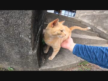 猫島の茶トラ猫が人懐っこくて癖になるｗ【野良猫】【感動猫】