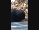クロクマ6