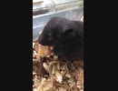 クロクマ7