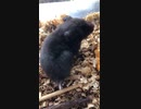 クロクマ9