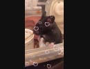 クロクマ10