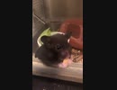 クロクマ11