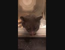 クロクマ12