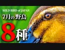 【7月】鳥の名前８種　#野鳥　#野鳥図鑑 　#身近な生き物語