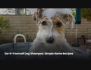 Do-It-Yourself Dog Shampoo  Simple Home Recipes