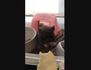 クロクマ14