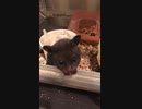 クロクマ15
