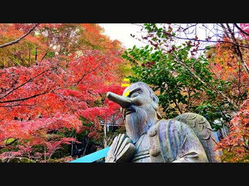 古刹大聖院と〜もみぢの名所〜紅葉谷の紅葉風景　2022.11/15