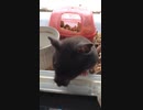 クロクマ16