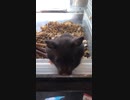 クロクマ17