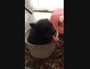 クロクマ18