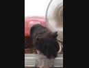 クロクマ19