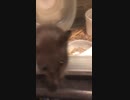 クロクマ21
