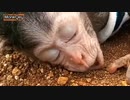 【子猿・ペット】過酷な撮影に臨む子猿その1【海外・動物】