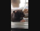 クロクマ24