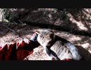 （久々の？山歩き回ｗ）変態忍者の、有害鳥獣駆除従事活動記・その２２１