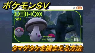 ポケモンＳＶ　タマゲタケを捕まえる方法！出現場所は？図鑑No.２０５　ポケモン図鑑を埋めよう！　【スカーレット・バイオレット】