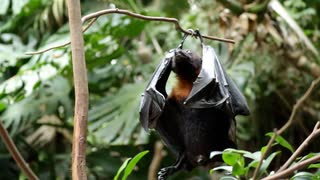 【ノーナレ動物動画】コウモリってそうやってオシッコするのね　Why were the bats shaking?【長崎バイオパーク】