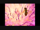 【NNIオリジナル】Insect Charmer