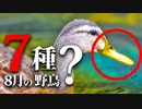【8月】鳥の名前7種 カルガモ多め　#野鳥　#野鳥図鑑 　#身近な生き物語