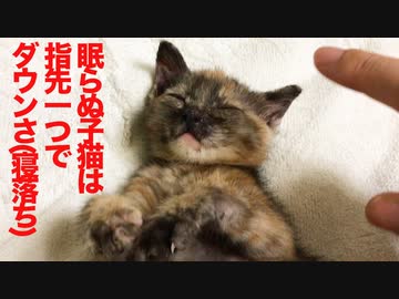 奥義！子猫指先寝かしつけの術