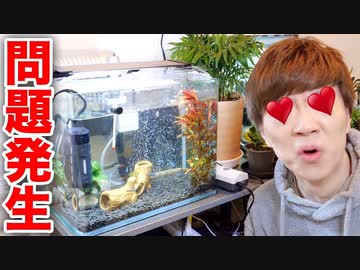 SEI子キン宅の精巣にまさかのカニキン発生。。。