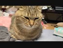 今日も雨です
