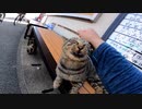 猫島で出会った可愛すぎる猫達【野良猫】【感動猫】