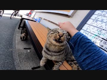 猫島で出会った可愛すぎる猫達【野良猫】【感動猫】