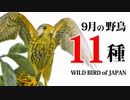 【9月】鳥の名前11種　#野鳥　#野鳥図鑑 　#身近な生き物語