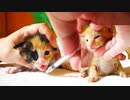子猫たち本当はもう…慣れっ子みたい【風邪薬七日目 朝の部】
