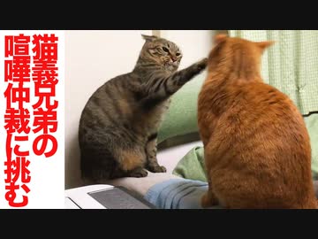 猫兄弟の喧嘩を仲裁してみた