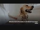 Effective Home Remedies To Get Rid Of Your Dog’s Fleas