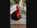 鶏が沢山いる神社に行きました