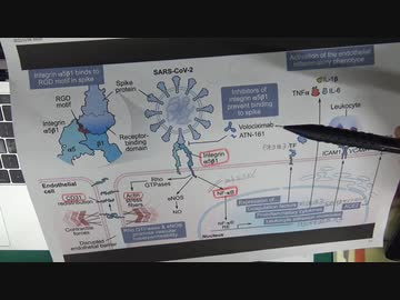 YouTubeアカバン前の重要動画「スパイク蛋白が血管内皮に炎症を起こすという論文」