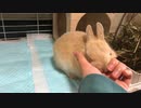 【ネザーランド】にぎにぎ毛玉【うさぎ】