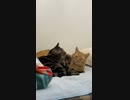 ゆったりしている猫たち