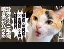 珍妙オス三毛猫、鳴き声のクセが天元突破