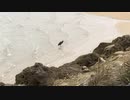 沖縄　海　鳥