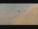 沖縄　海　鳥2