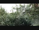 沖縄　離島