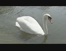 衰弱死のコブハクチョウ　高病原性鳥インフルエンザの陽性確認～福岡・海の中道海浜公園